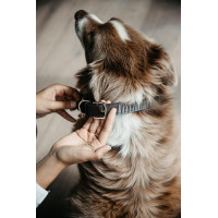 Coleira para cão Triangle Kentucky Castanho
