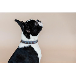 Coleira para cão Triangle Kentucky Coleira para cão Triangle Kentucky