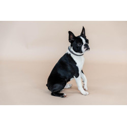 Coleira para cão Triangle Kentucky Coleira para cão Triangle Kentucky