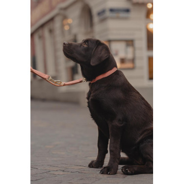Coleira para cão Vegan Leather Kentucky Coleira para cão Vegan Leather Kentucky