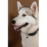 Coleira para cão Vegan Leather Kentucky Pêssego Rosa