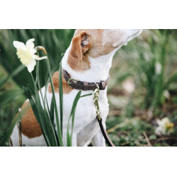 Coleira para cão Velvet Leather Kentucky Castanho