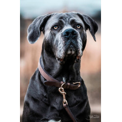 Coleira para cão Velvet Leather Kentucky Castanho