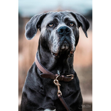 Coleira para cão Velvet Leather Kentucky Castanho