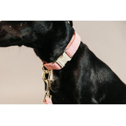 Coleira para cão Wool Kentucky Rosa claro