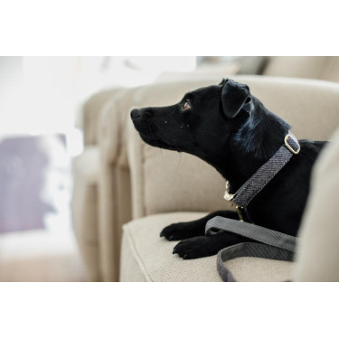 Coleira para cão Wool Kentucky Cinzento