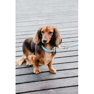 Coleira para cão Wool Kentucky Azul claro