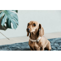 Coleira para cão Wool Kentucky Rosa claro