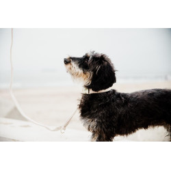 Coleira para cão Wool Kentucky Bege Coleira para cão Wool Kentucky Bege