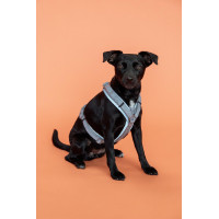 Arnês para cão Active Reflective Kentucky Prata