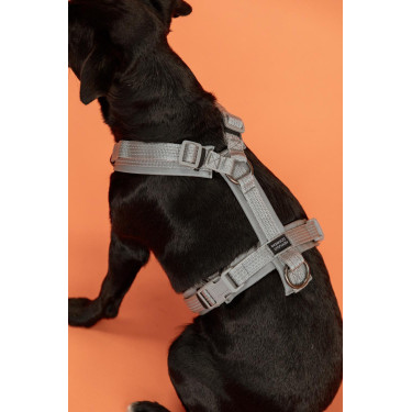 Harnais pour chien Active Reflective Kentucky Argent