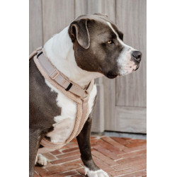 Arnês para cão Active Teddy Fleece Kentucky Bege Arnês para cão Active Teddy Fleece Kentucky Bege