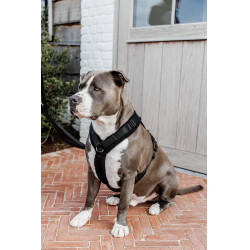 Arnês para cão Active Teddy Fleece Kentucky Arnês para cão Active Teddy Fleece Kentucky