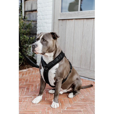 Arnês para cão Active Teddy Fleece Kentucky Arnês para cão Active Teddy Fleece Kentucky