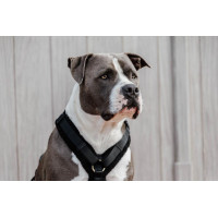 Arnês para cão Active Teddy Fleece Kentucky Preto