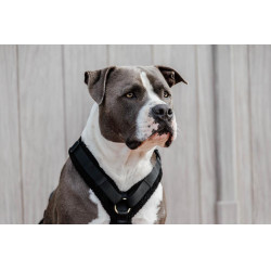 Arnês para cão Active Teddy Fleece Kentucky Arnês para cão Active Teddy Fleece Kentucky