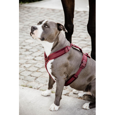 Arnês para cão Active Velvet Kentucky Bordéus Bord&amp;amp;amp;amp;amp;ocirc;