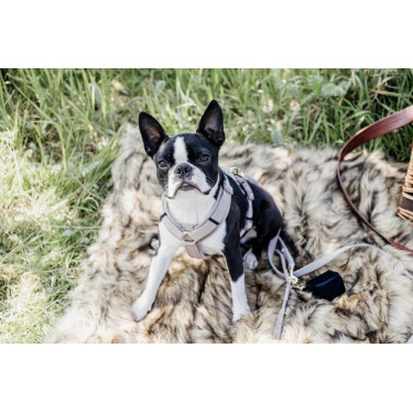 Arnês para cão Active Velvet Kentucky Arnês para cão Active Velvet Kentucky