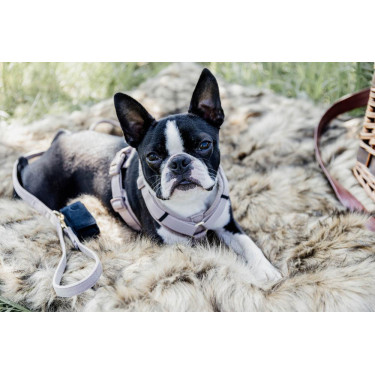 Arnês para cão Active Velvet Kentucky Arnês para cão Active Velvet Kentucky