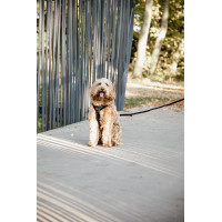 Arnês para cão Active Velvet Kentucky Preto