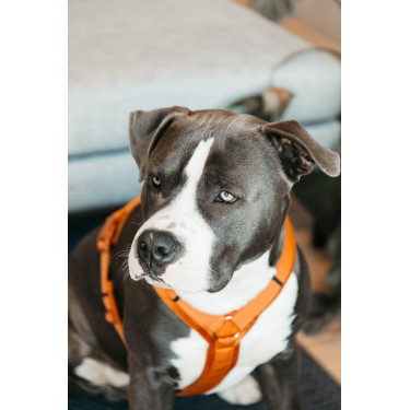 Arnês para cão Active Velvet Kentucky Laranja
