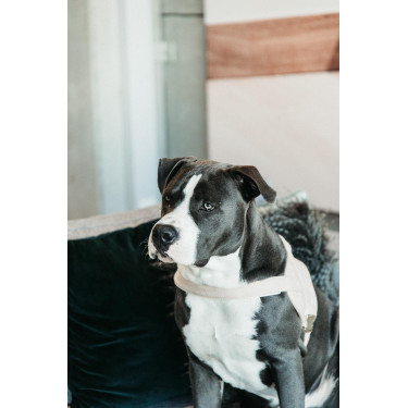 Arnês para cão Body Safe Wool Kentucky Bege Arnês para cão Body Safe Wool Kentucky Bege