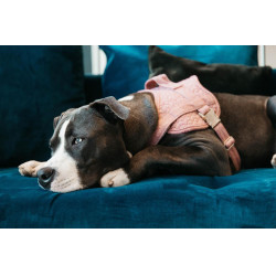 Arnês para cão Body Safe Wool Kentucky Arnês para cão Body Safe Wool Kentucky
