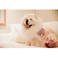 Arnês para cão Body Safe Wool Kentucky Arnês para cão Body Safe Wool Kentucky