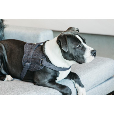 Arnês para cão Body Safe Wool Kentucky Cinzento