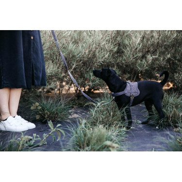 Arnês para cão Body Safe Wool Kentucky Cinzento