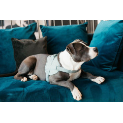 Arnês para cão Body Safe Wool Kentucky Azul claro