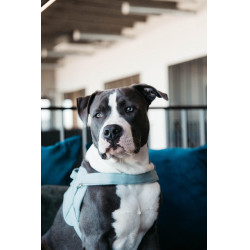 Arnês para cão Body Safe Wool Kentucky Azul claro