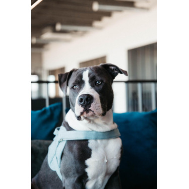 Arnês para cão Body Safe Wool Kentucky Azul claro