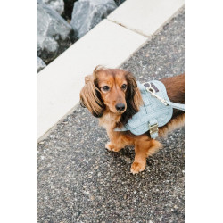 Arnês para cão Body Safe Wool Kentucky Azul claro