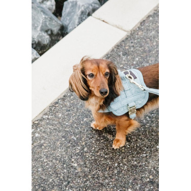 Arnês para cão Body Safe Wool Kentucky Azul claro