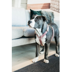 Hondenharnas Velvet Loop Kentucky Rosa velho