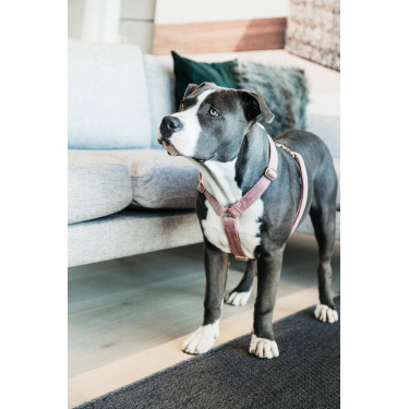 Hondenharnas Velvet Loop Kentucky Rosa velho