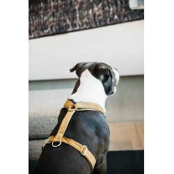 Hondenharnas Velvet Loop Kentucky Mostarda Amarelo