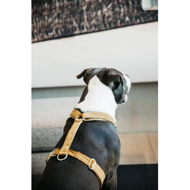 Hondenharnas Velvet Loop Kentucky Mostarda Amarelo