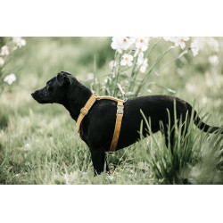 Hondenharnas Velvet Loop Kentucky Mostarda Amarelo