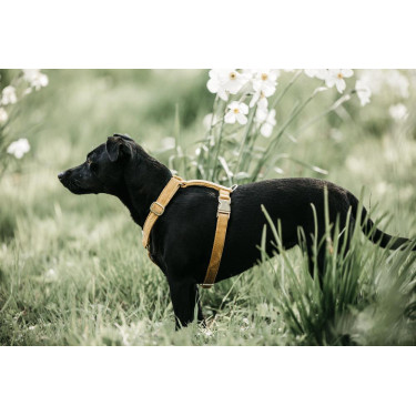 Hondenharnas Velvet Loop Kentucky Mostarda Amarelo