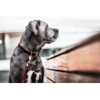 Trela para cão Corduroy Kentucky Bordéus Bord&amp;ocirc;