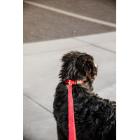 Trela para cão Corduroy Kentucky Vermelho Trela para cão Corduroy Kentucky Vermelho