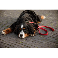 Trela para cão Corduroy Kentucky Bordéus Bord&amp;ocirc;