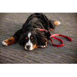 Trela para cão Corduroy Kentucky Vermelho Trela para cão Corduroy Kentucky Vermelho