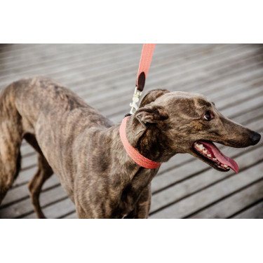 Trela para cão Jacquard Kentucky Terracota Laranja