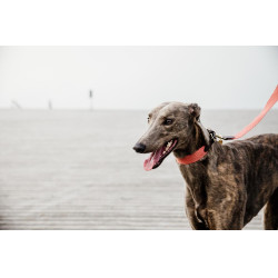 Trela para cão Jacquard Kentucky Terracota Laranja