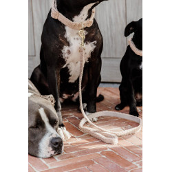 Trela para cão Teddy Fleece 120 cm Kentucky Trela para cão Teddy Fleece 120 cm Kentucky