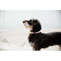 Trela curta de lã para cão Kentucky Bege