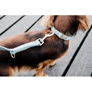 Trela curta de lã para cão Kentucky